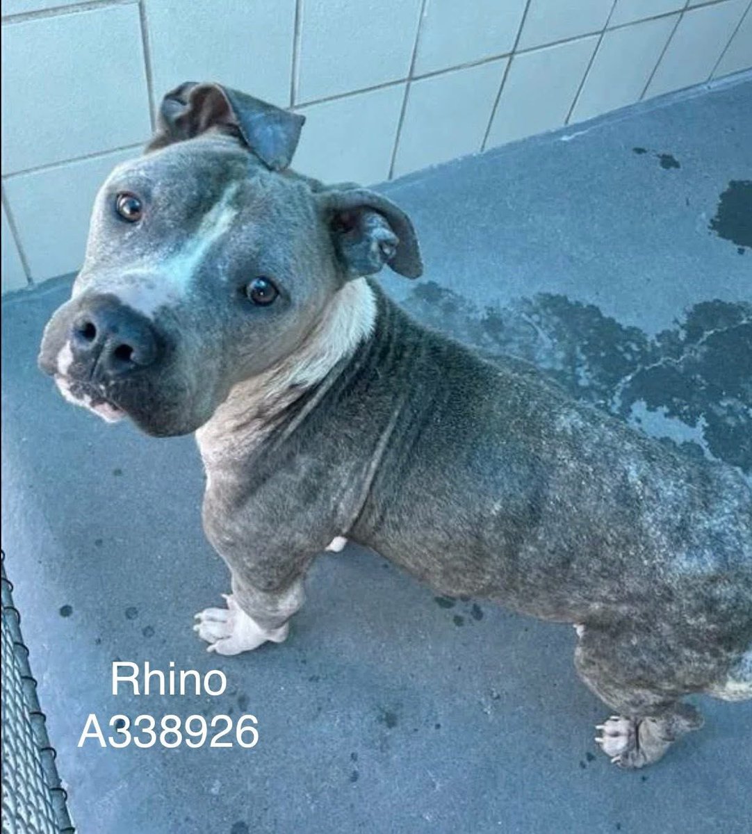 LisaBrabson's tweet image. RHINO #A338926 7yo
This wee fellow who has been abused,mistreated &amp;amp; never loved,for years!
But that is going to STOP🛑 
His body needs medical care &amp;amp; time to heal!
Then he will blossom into the beautiful boy he was meant to b!
 PLZ #PLEDGE4RESCUE 
#Adopt or #Foster if u can #TX