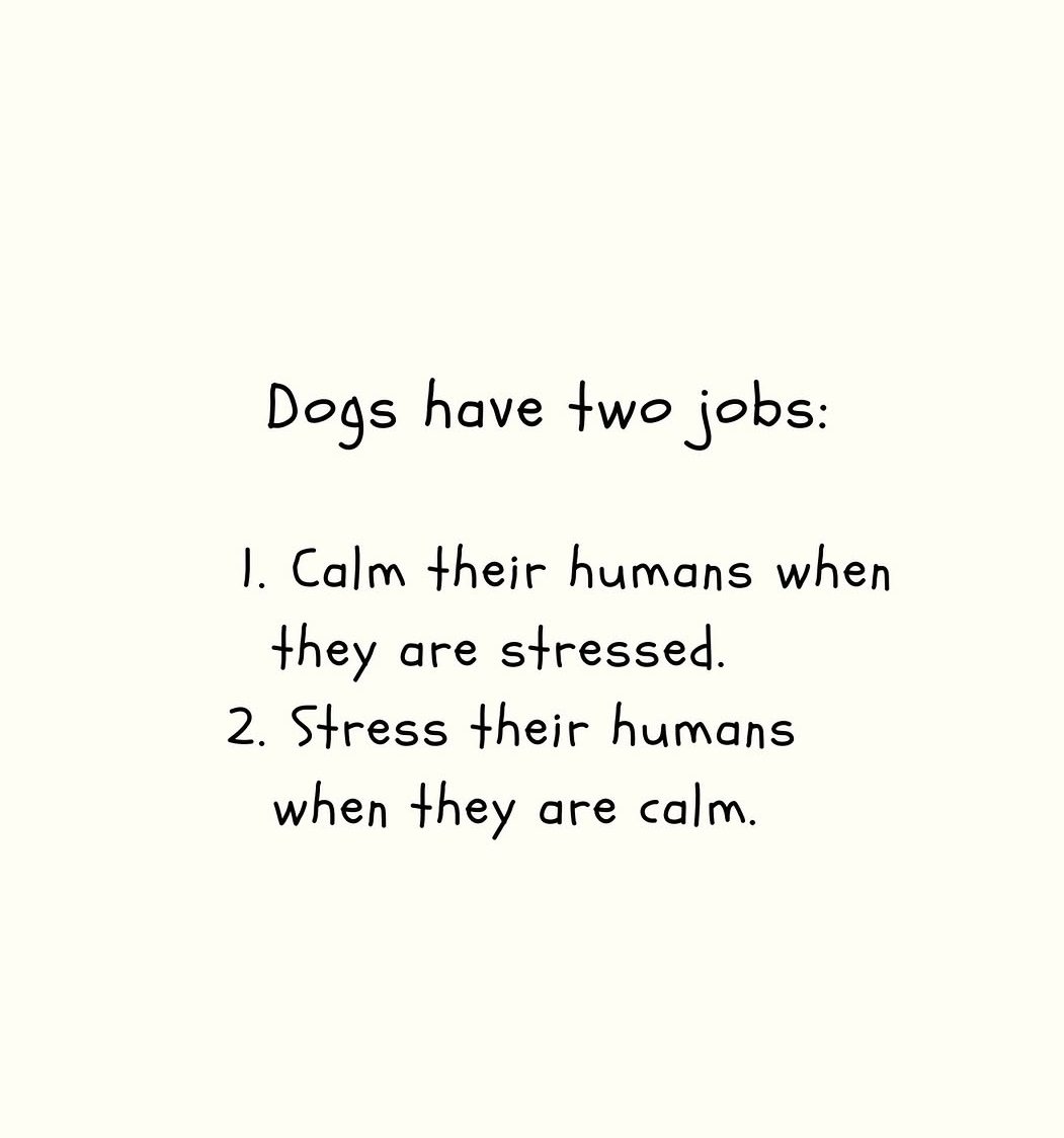 mariaeversje's tweet image. Do you agree?
#dog #doglovers
