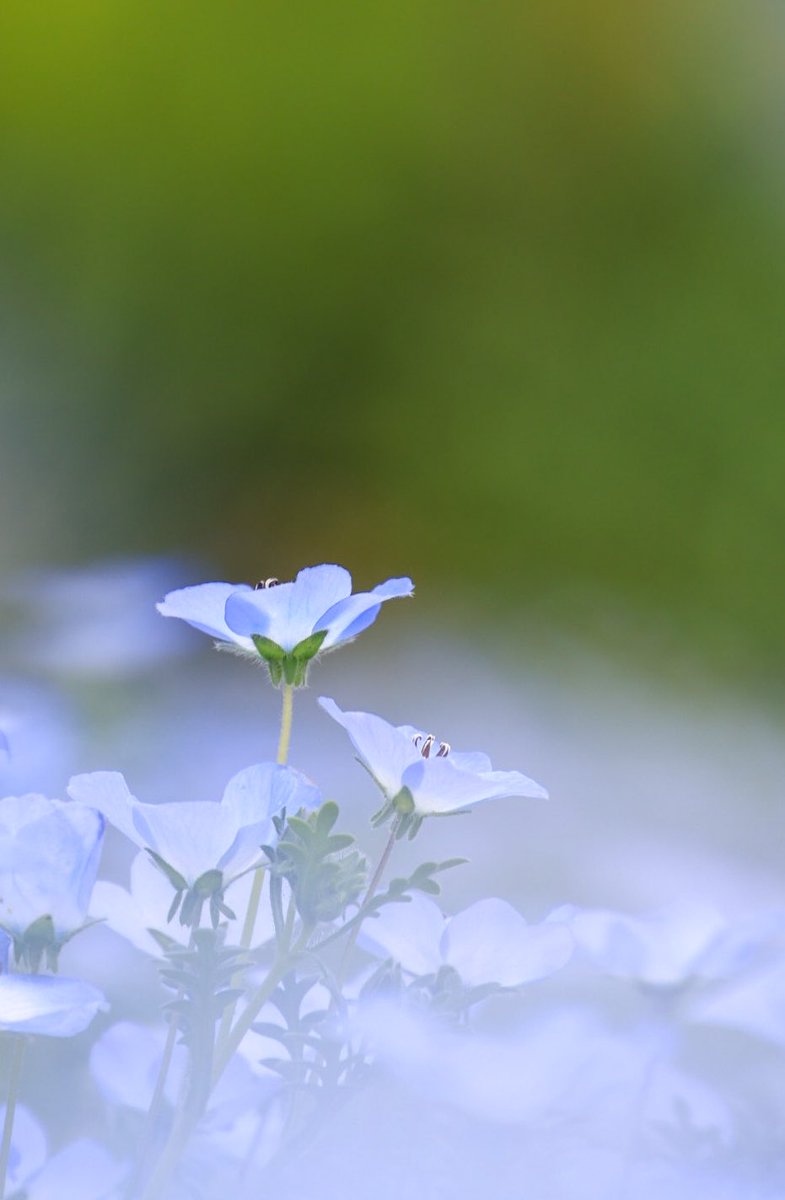 Snow (@snowandparasa) on Twitter photo 