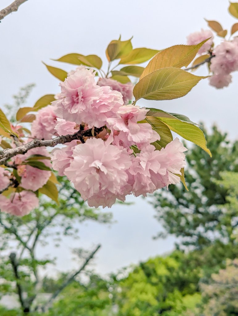 よしたか tweet media