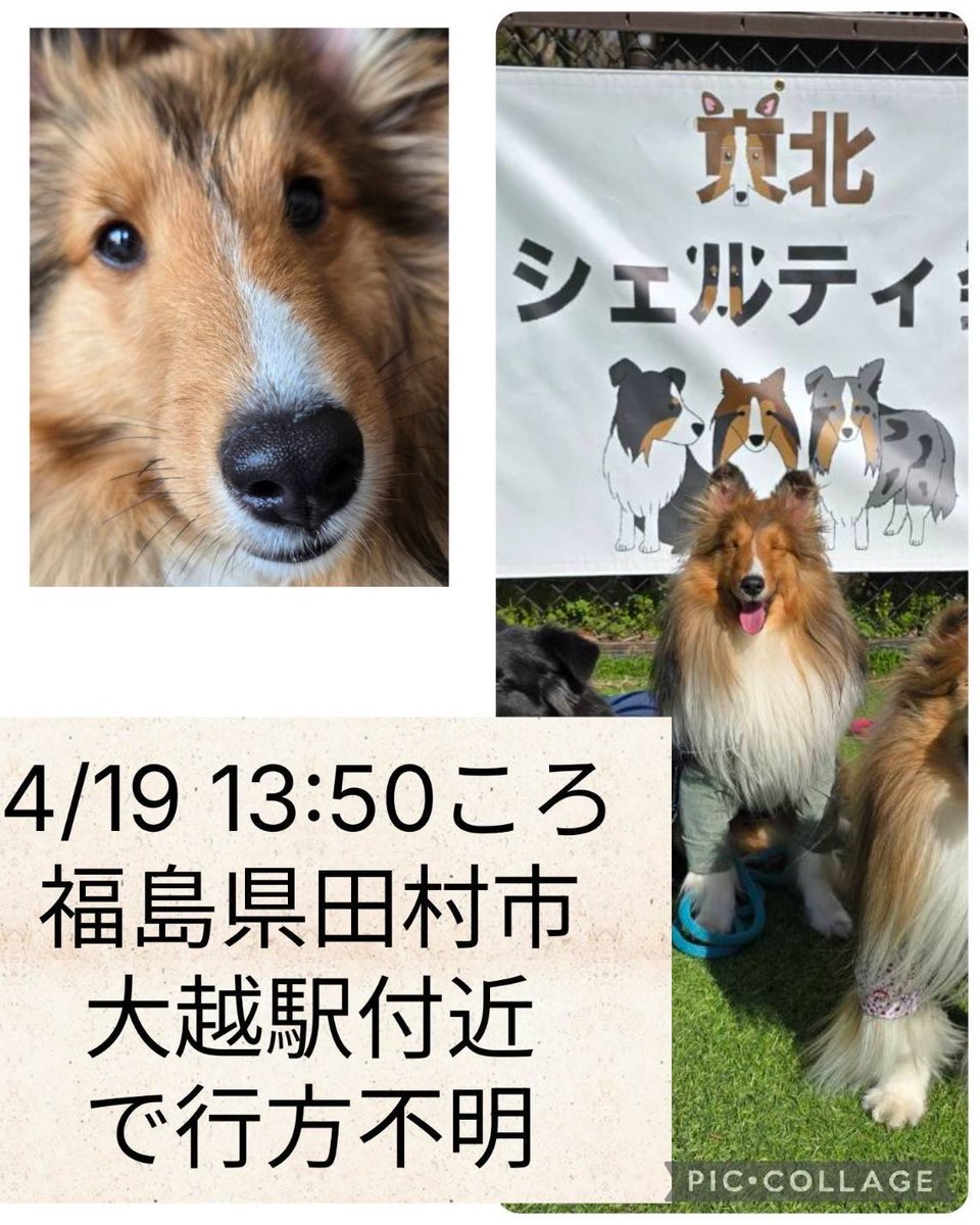 出来る限り早く見つかって欲しい🥺

#シェルティ
#シェットランド・シープドッグ
#福島県田村市