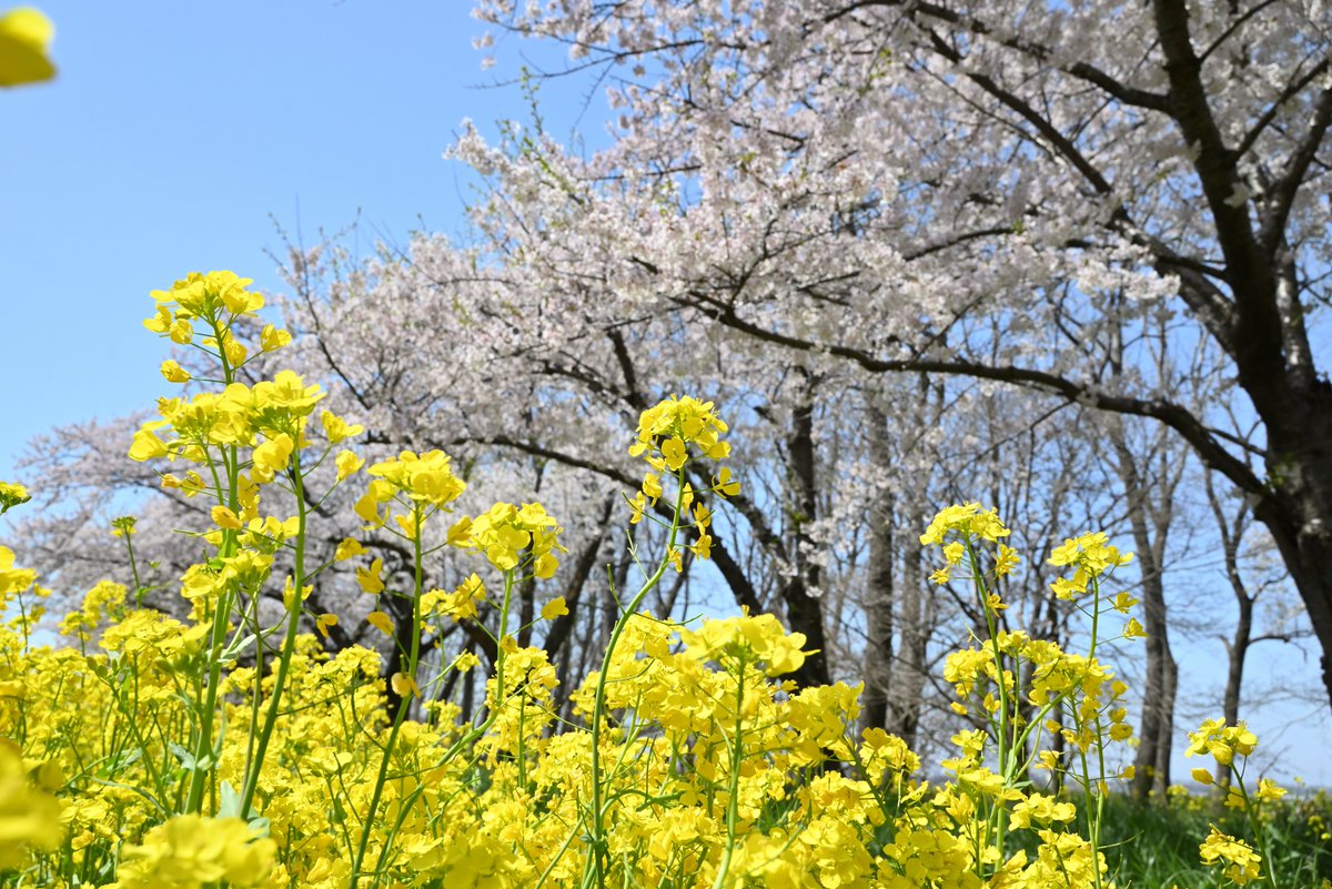 hamifu7_'s tweet photo. #nikonz5 
#写真好きな人と繋がりたい
秋田県大潟の菜の花と桜 https://t.co/1pxKotCjhD