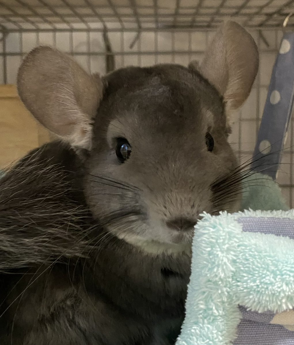 かれん tweet media