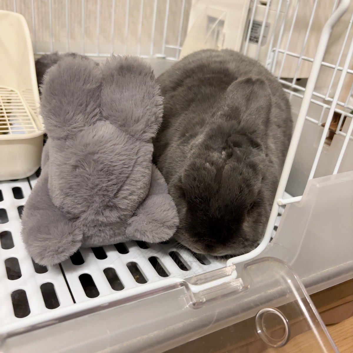 まる🐰(主:くみ) tweet media
