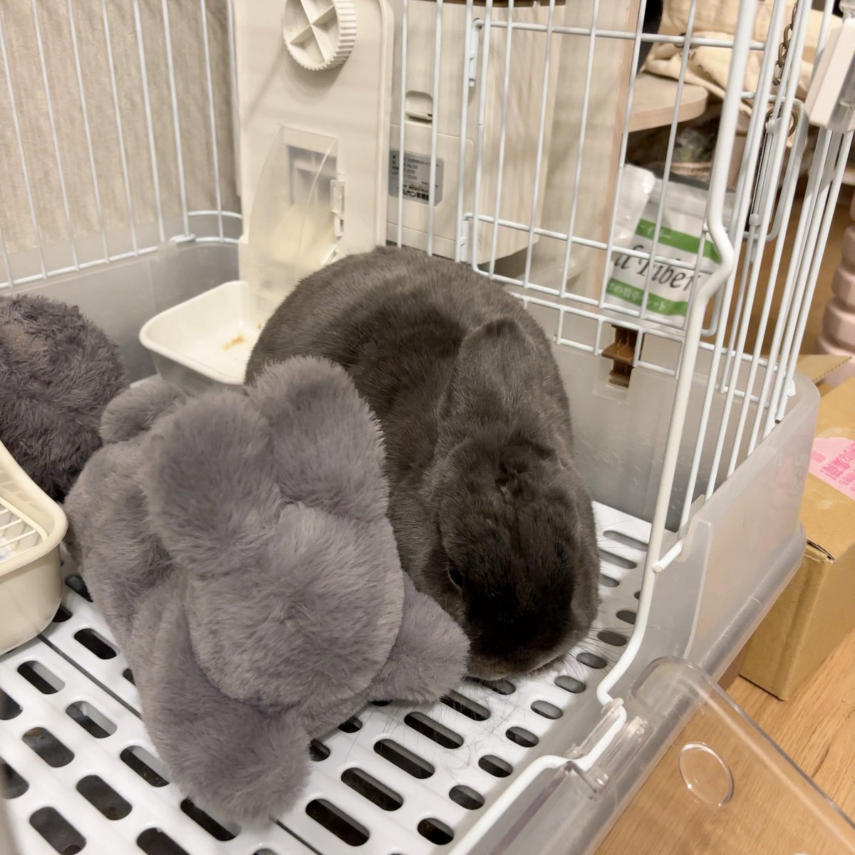 まる🐰(主:くみ) tweet media