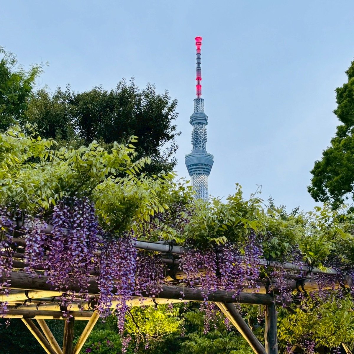 シロ隊員ガチ節約中ー‼︎ tweet media