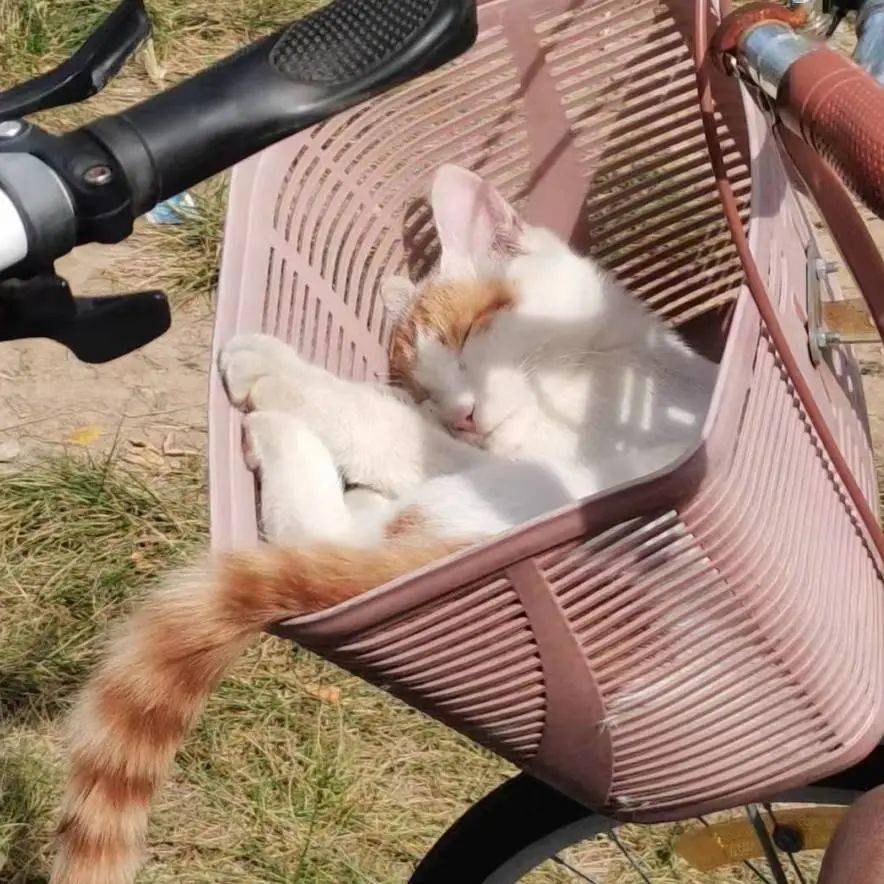 AurelAndre's tweet image. Folding laundry while my cat steals a sock—tiny chaos that feels like home  #HouseholdMoments #CatLife