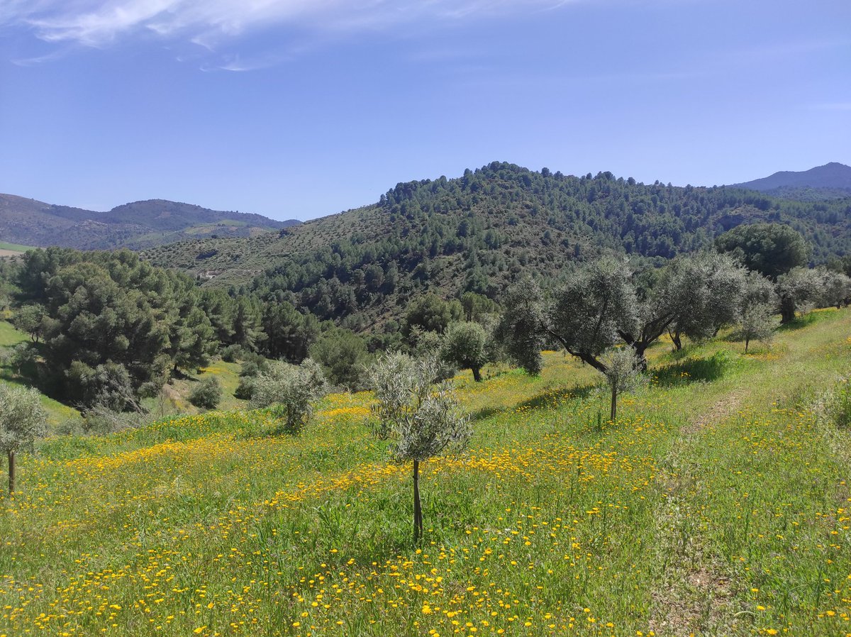 CRuralElSendero's tweet photo. #FelizDomingo desde #ElBurgo, en el corazón del #ParqueNacional #SierraDeLasNieves de #Malaga. Ven a sentir la #Primavera: https://t.co/MAfNhnwWef https://t.co/AzdDOiLAey