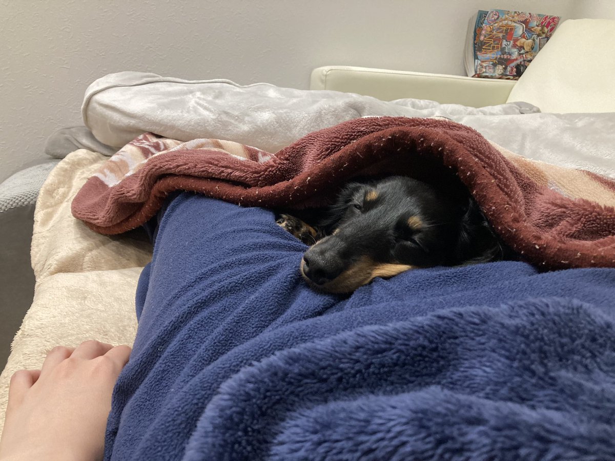 うちのいぬ tweet media