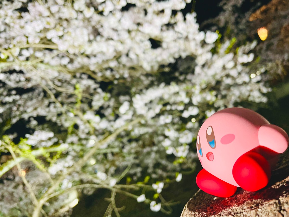 ライトアップされた桜は神秘的だったね🌸✨