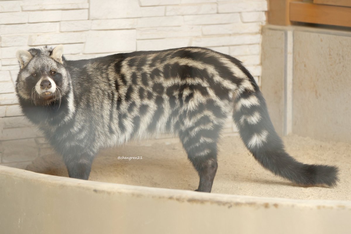 これはだいぶ不思議アニマルだね… #大内山動物園 #アフリカジャコウネコ