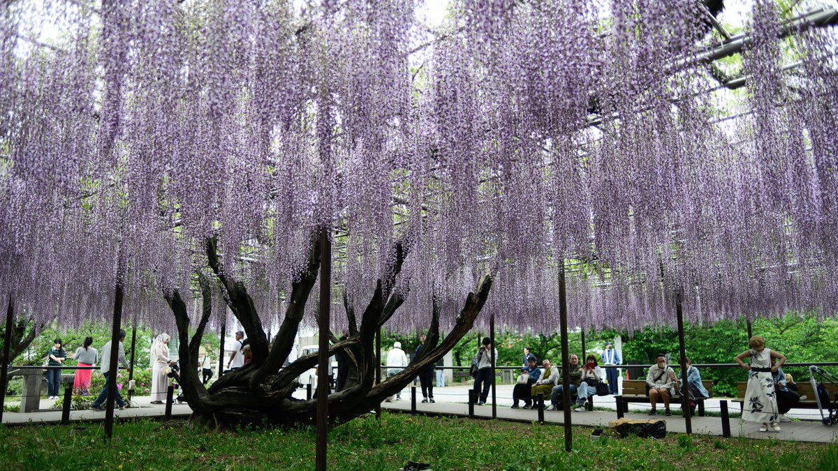 daidai_Iro's tweet image. 見上げる
Zf + Distagon T* 2/28 ZF.2
#Zf