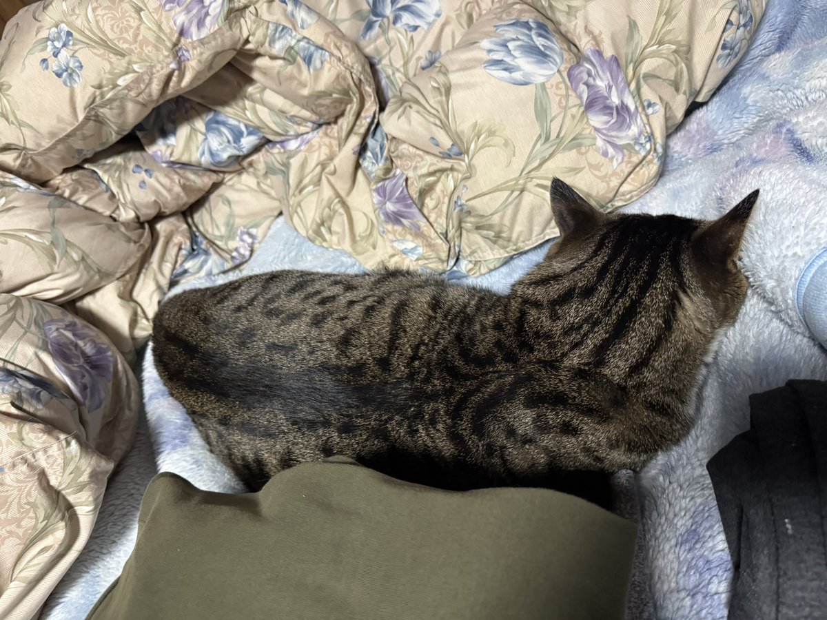 チノシャロ(チロ)⚓🎀🐾 tweet media