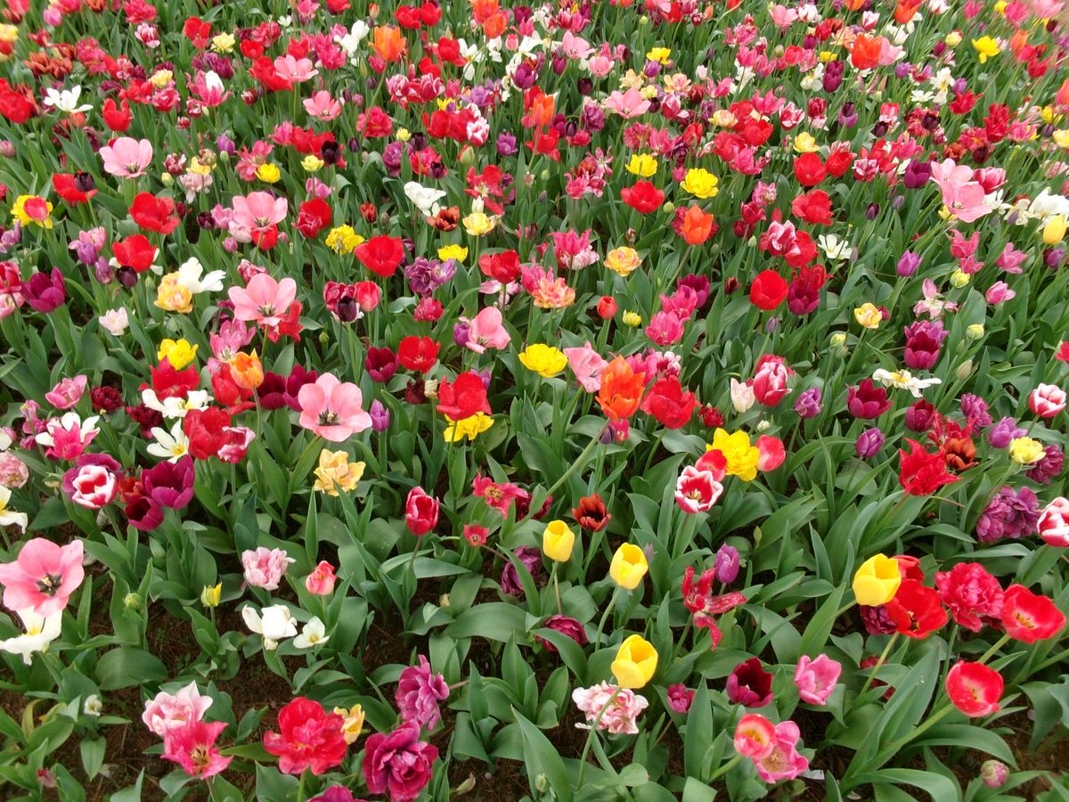 72enee's tweet photo. 春の醍醐味 https://t.co/uLxfOV8emP