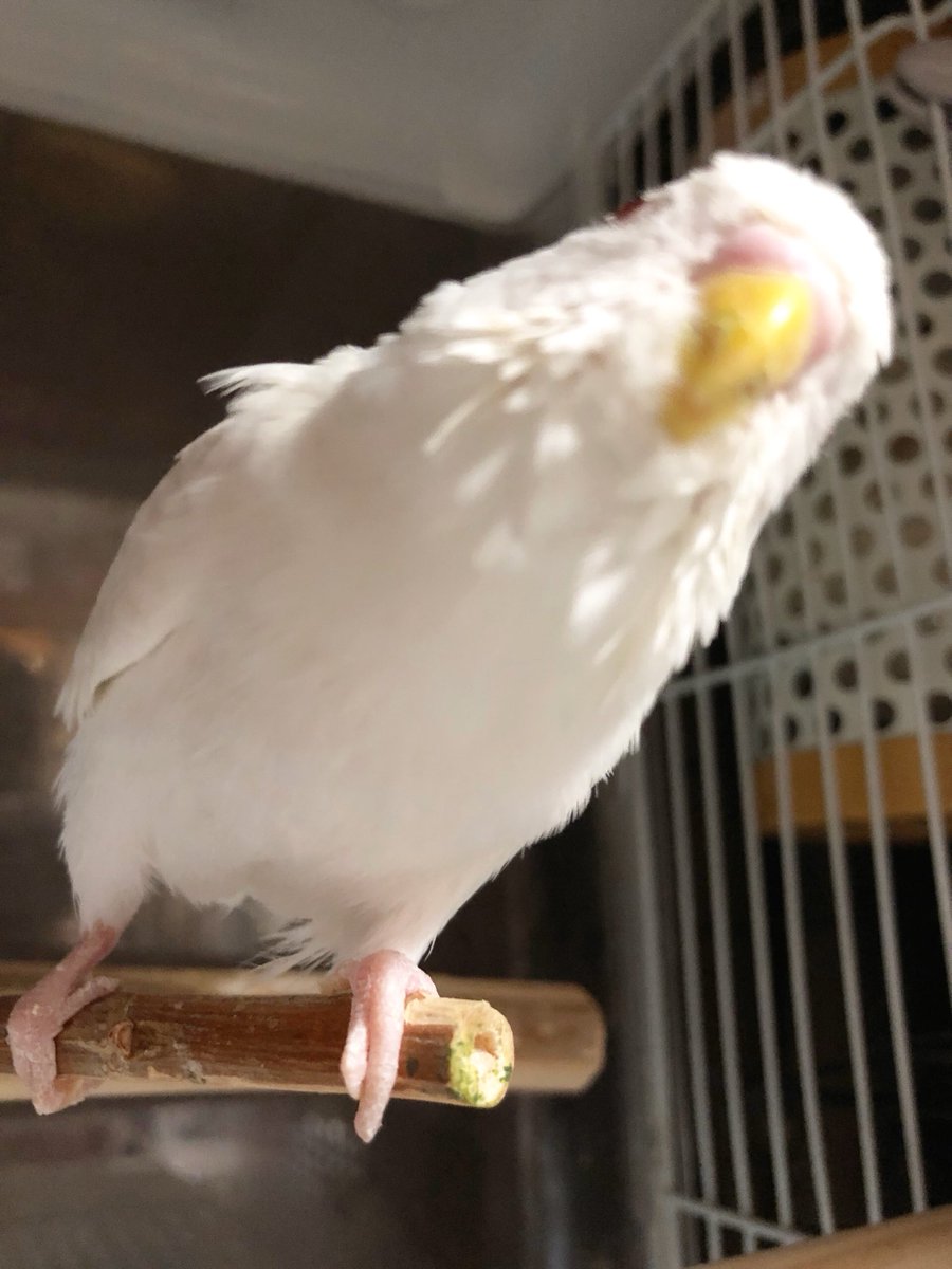 𝕞𝕚𝕪𝕦𝕜𝕚 tweet media