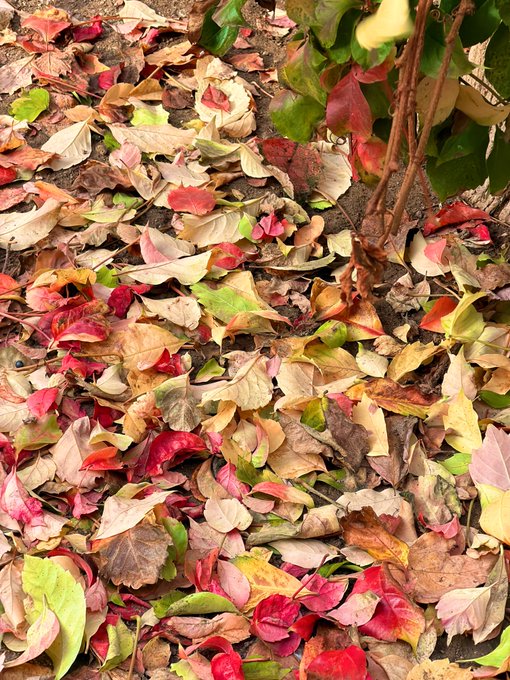 CozyAutumnVibez's tweet image. #NaturePhotography #autumn #fall