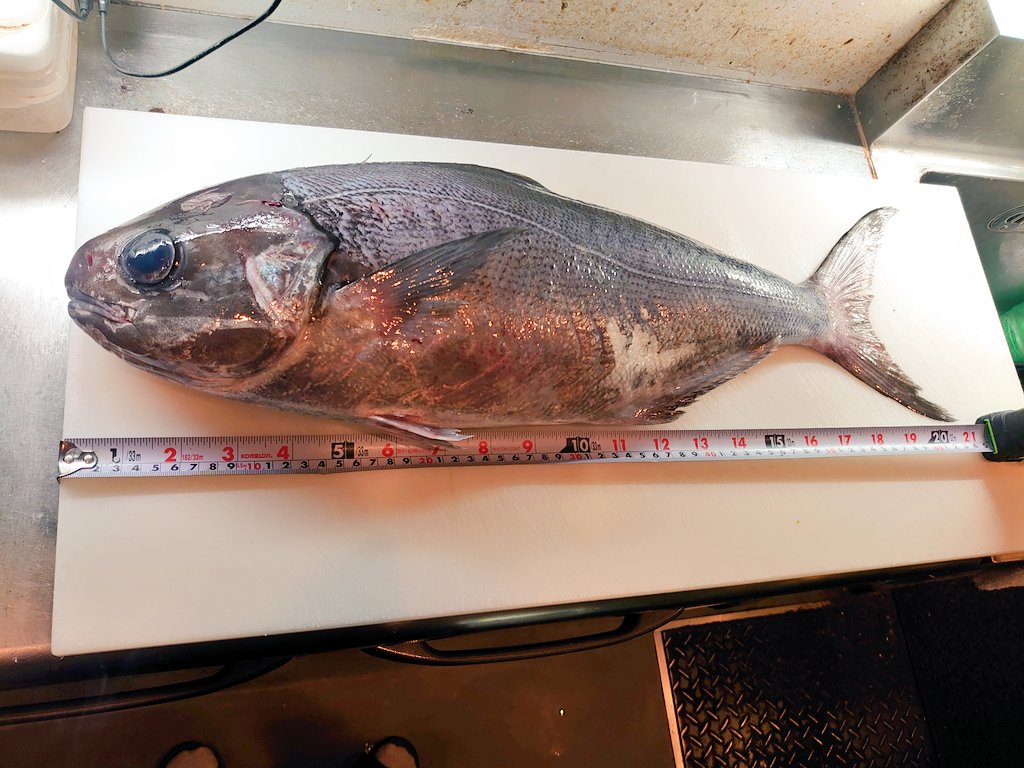 明日はKKCですよ！