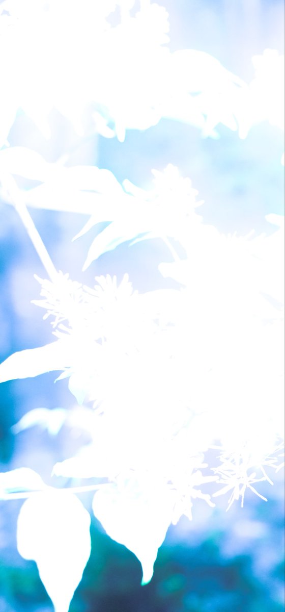 ᑌᔑᗩ tweet media