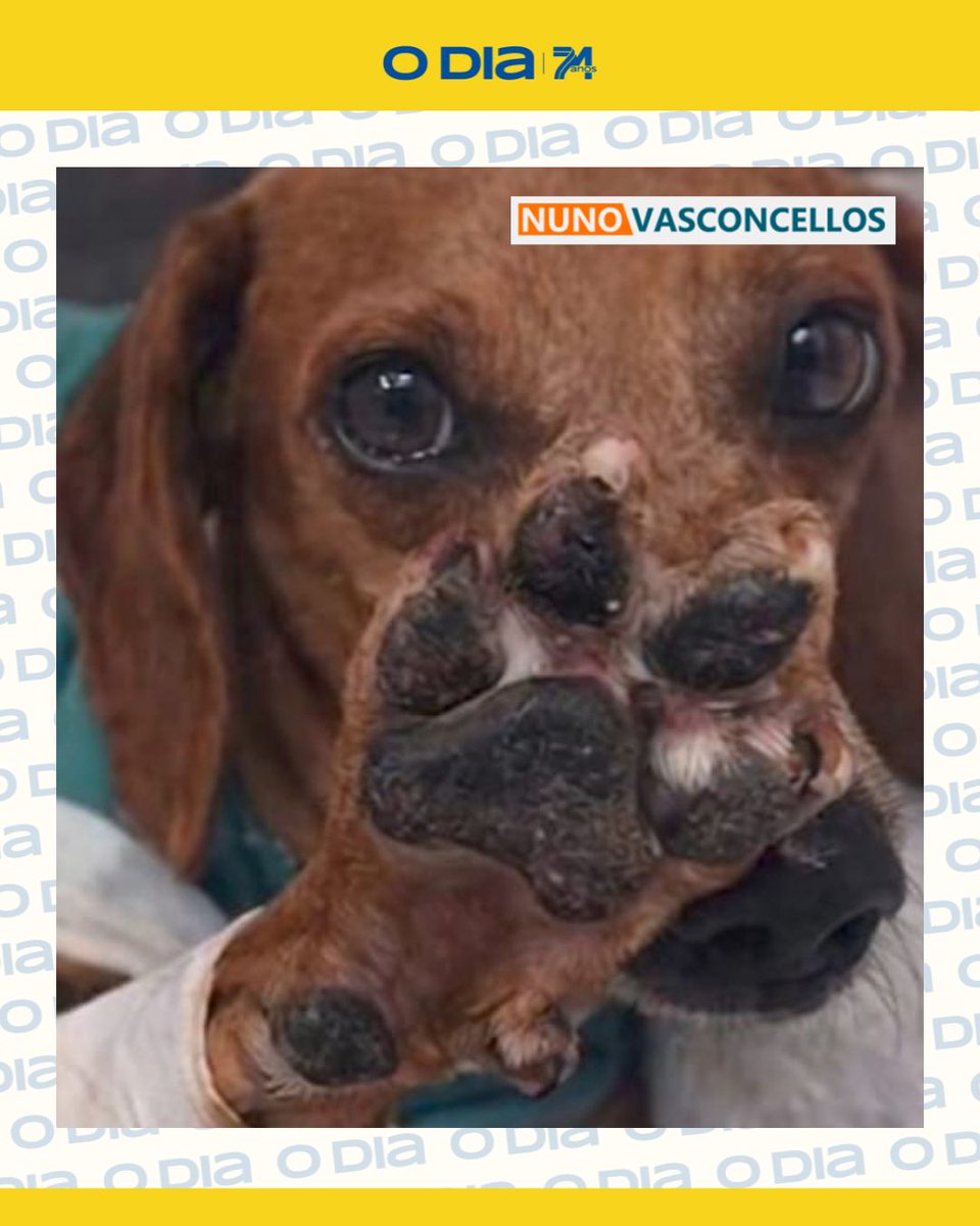 jornalodia's tweet image. #Vira-lata #caramelo de seis anos sofreu #ataque brutal em março deste ano, em #Goiânia.

Confira a opinião de Nuno Vasconcellos no artigo deste domingo em #ODia.

odia.ig.com.br/colunas/e-o-bi…

#ODia