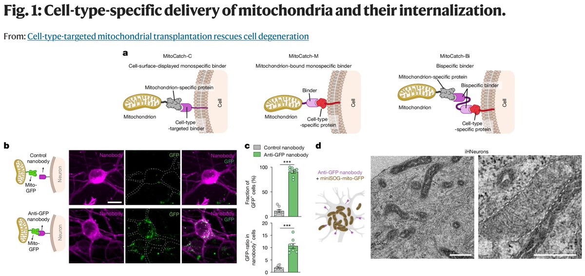 _CVasilescu's tweet image. Last 2 weeks of research on #Mitochondria in #Health and #Disease! 📚
biomed.news/bims-mitdis/20…
biomed.news/bims-mitdis/20…

Among highlights
Cell-type-targeted mitochondrial transplantation rescues cell degeneration

@Bims_BiomedNews @mitoscientist @gavinmcstay2 @MitoAging @Mito_News