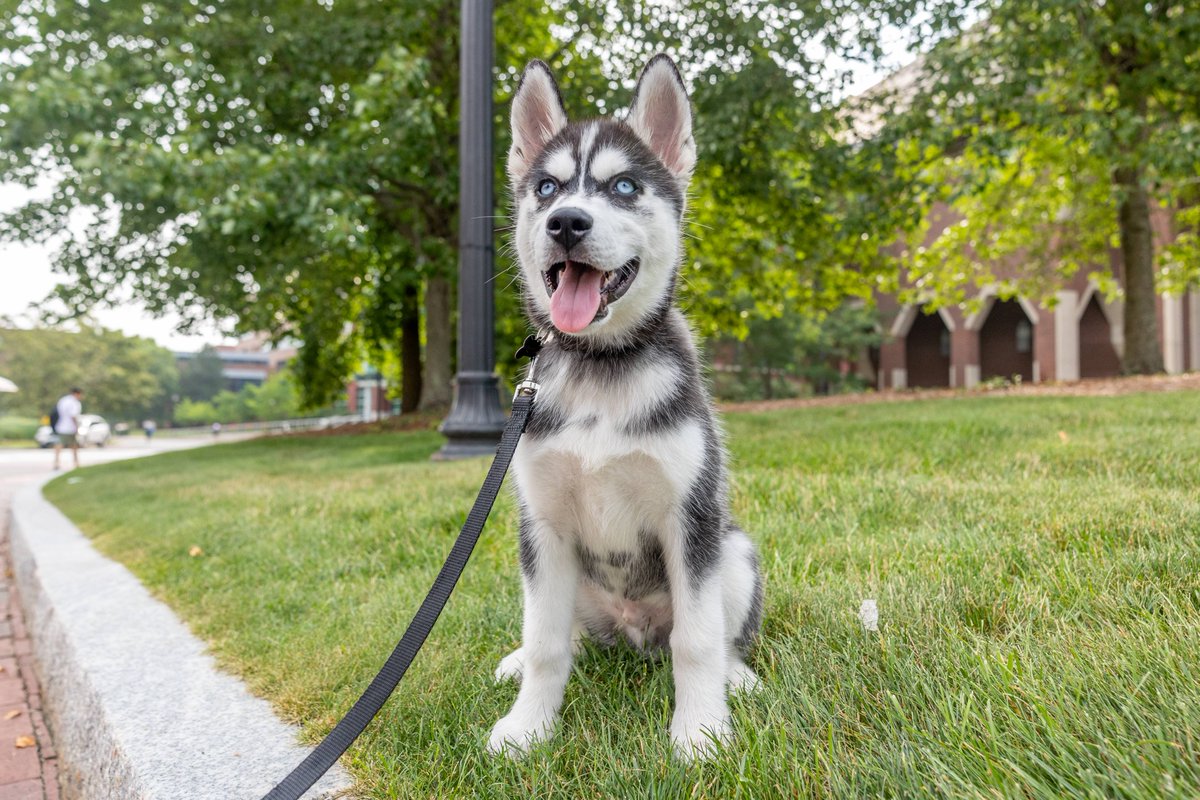 Jonathan the Husky tweet media