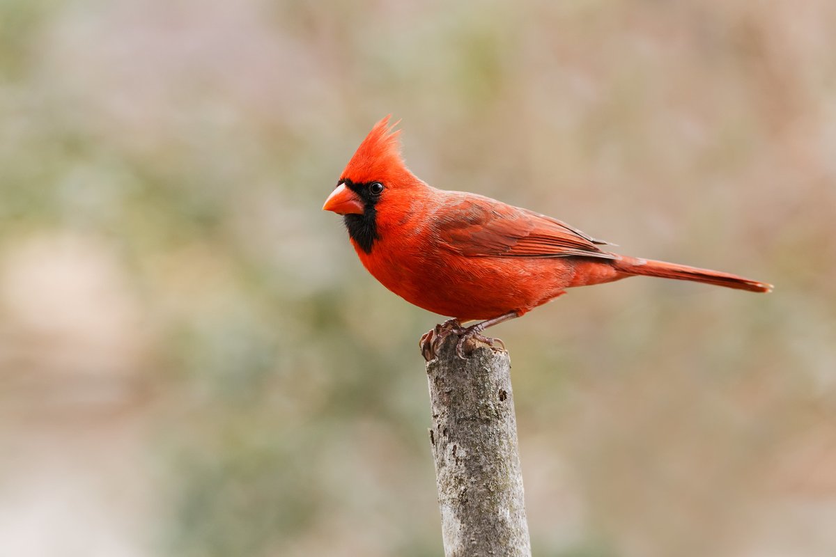 NWF's tweet image. You want disco balls? #Kentucky's got 'em!

State bird: Northern cardinal 🐦
State butterfly: Viceroy 🦋

Check out our Kentucky affiliate at kwalliance.org
@KWAlliance

YOU have a NWF affiliate near you🔗 ow.ly/HEH050Wh6te

🐦| N. Lewis
🦋| USFWS