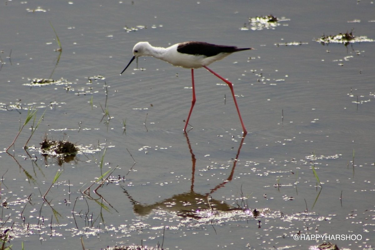 Harshad Sahasrabhojane tweet media