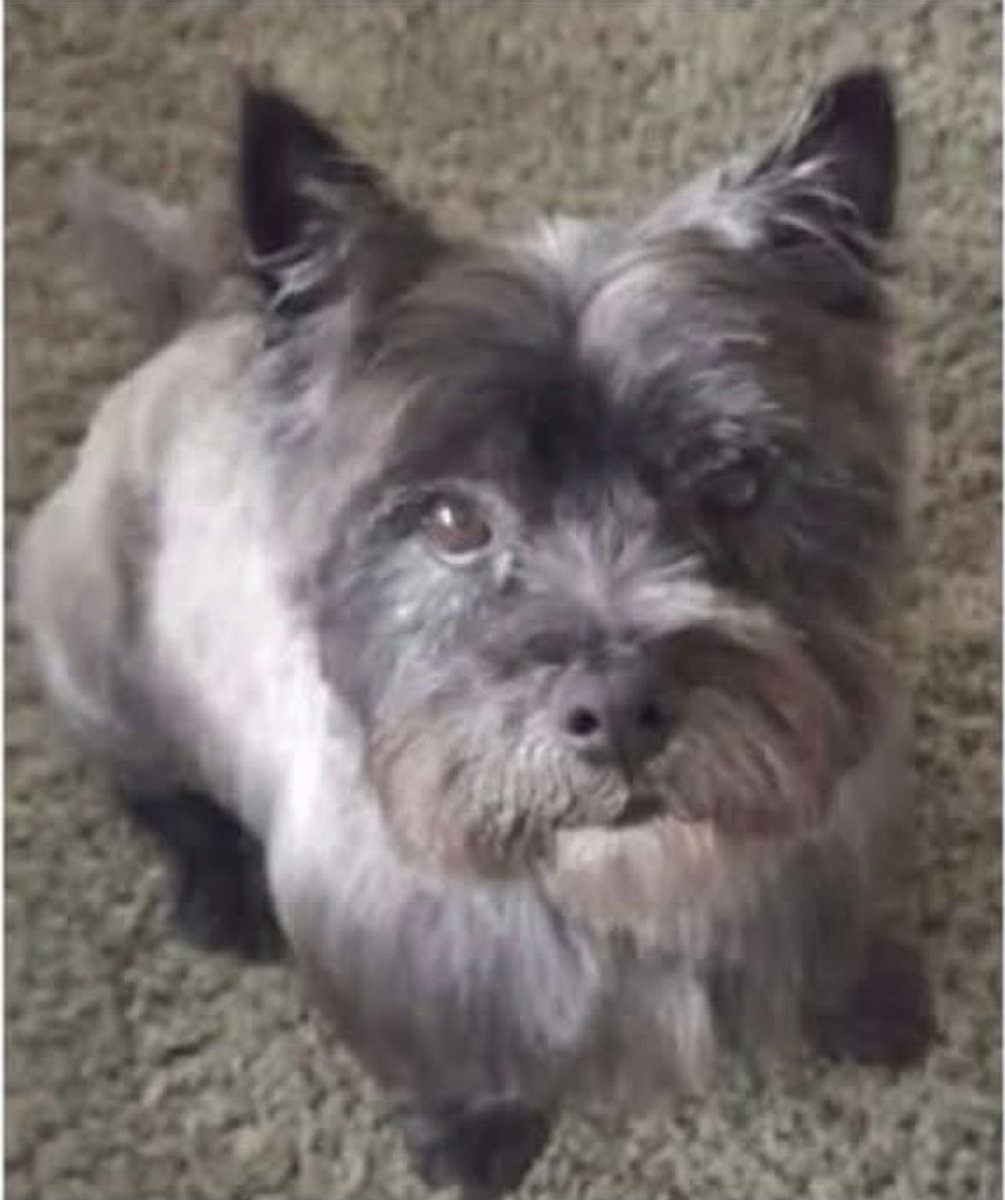 rosiedoc666's tweet image. 🌈 HE WAS 12 years old, his owner a vulnerable adult and these kids took him - he ended up on the railway line - found deceased 💔 
These kids will be known in this area #mountainash #wales 
THEY NEED FINDING AND PUNISHED / locked away 
Would they do this to their Grandad? 😡