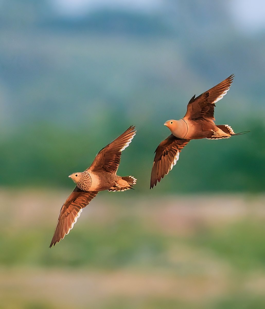 NikonIndia's tweet image. Mavericks caught in action.

Shot by #NikonCreator Vishal Monakar

Shot with #NikonZ9 with NIKKOR Z 180-600mm f/5.6-6.3 VR

For information on products, offers and more, visit nikon.co.in
#Nikon #NikonIndia #NIKKOR #NikonPhotography