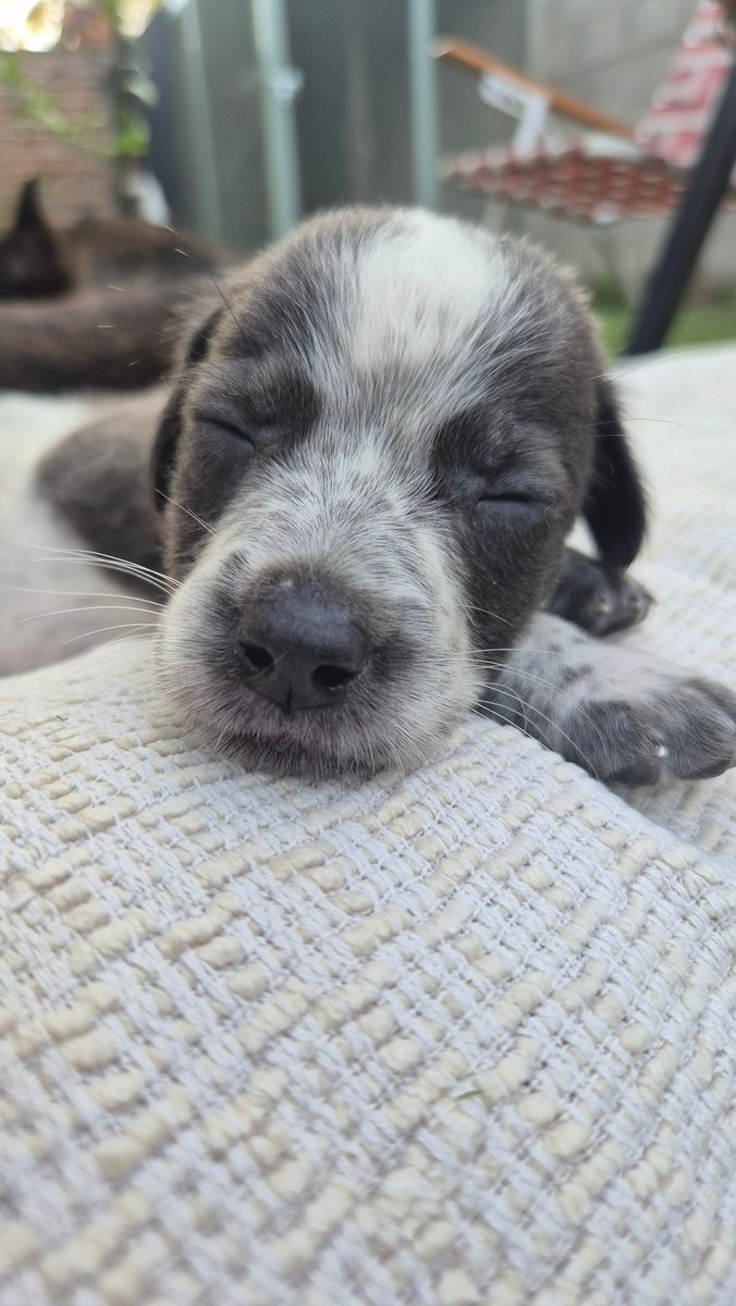 Un baby ovillo antes de desarmarse 🤭