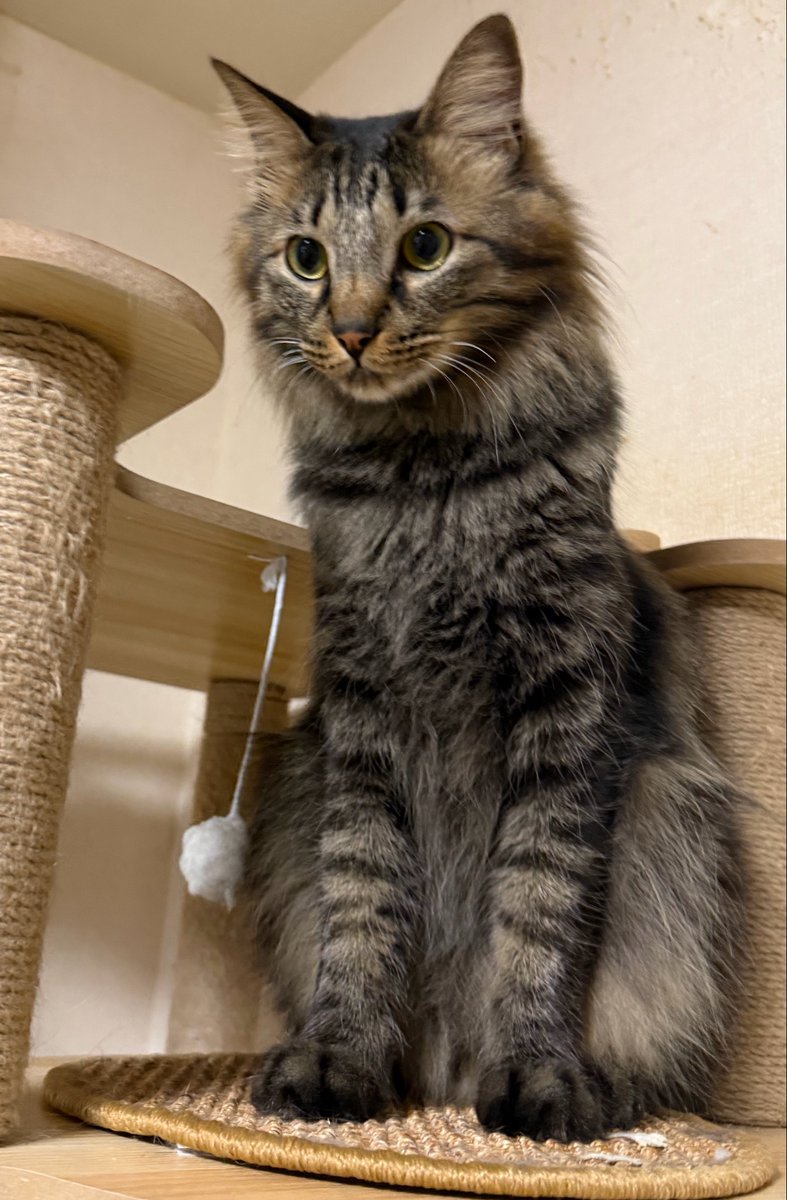 さねあつ tweet media