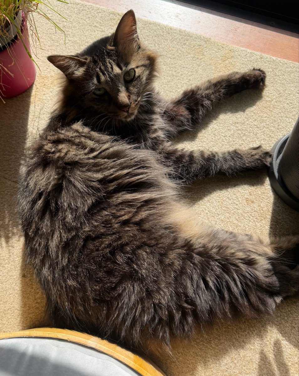 さねあつ tweet media