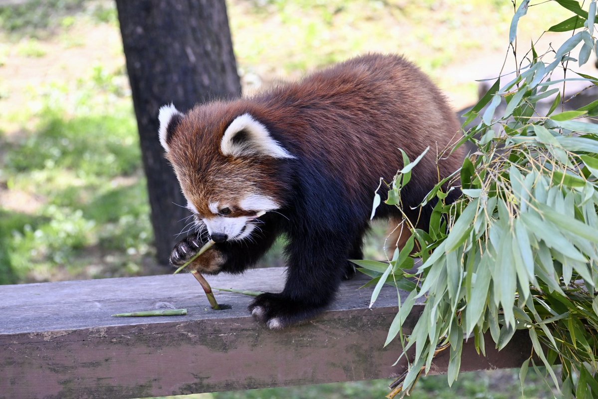 ちょくちゃん tweet media