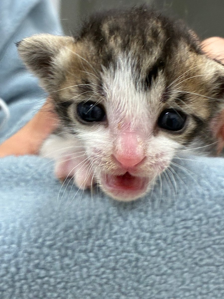 그림 올리는 WINSTON tweet media