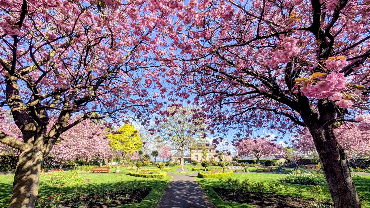 elementalPaul's tweet image. Cherry blossom at Starbank Park. 🌸 #photography #Pixel9Pro
