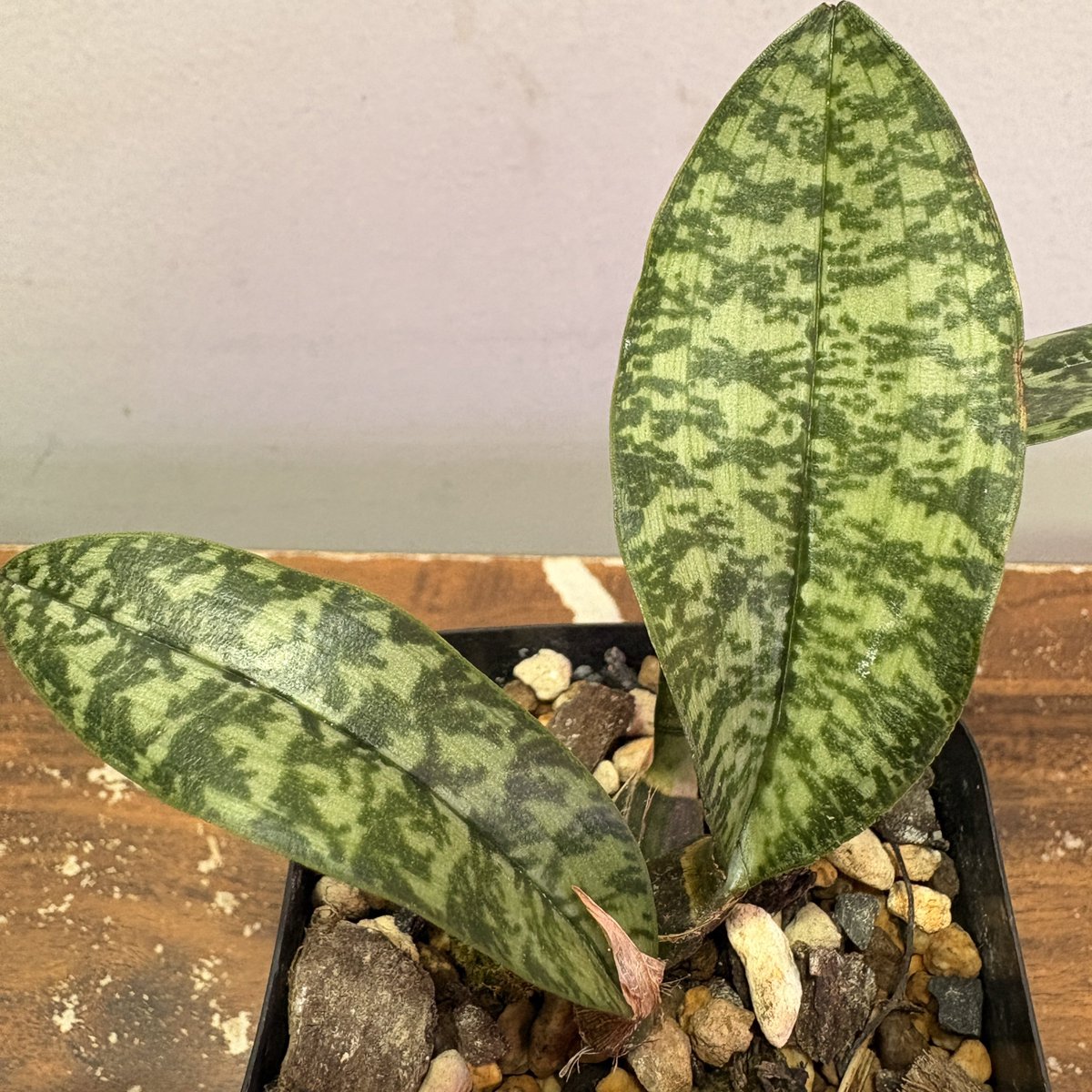 TheGAKI @日常やプライベートや培養 tweet media