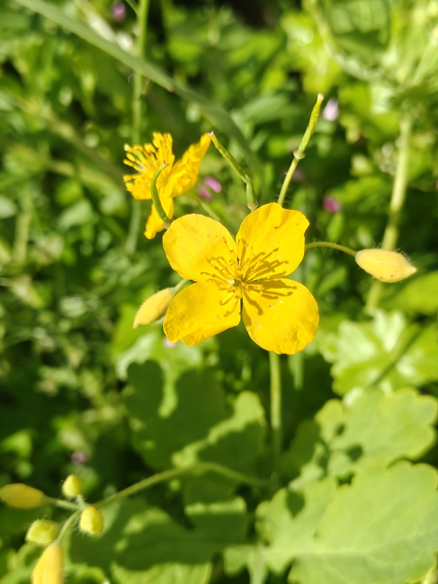 OxfordAngel's tweet image. Lovely sunny walk today, saw this Greater Celandine along the way. 
#flowers #walking #mentalhealth