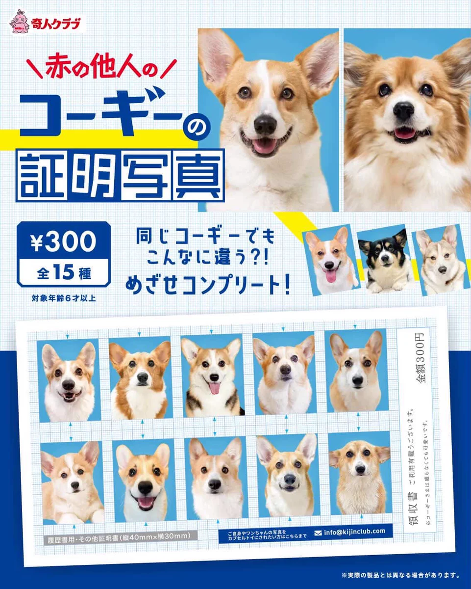 コーギー犬ノエさん (@noel_corgi) / X