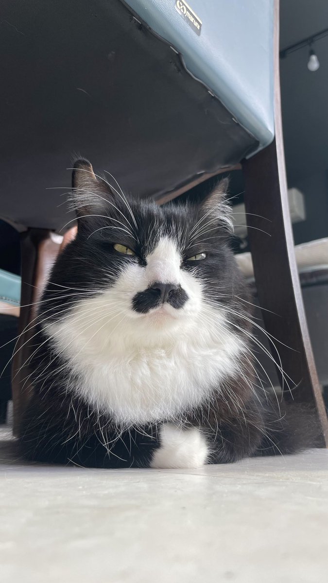 猫教授 tweet media