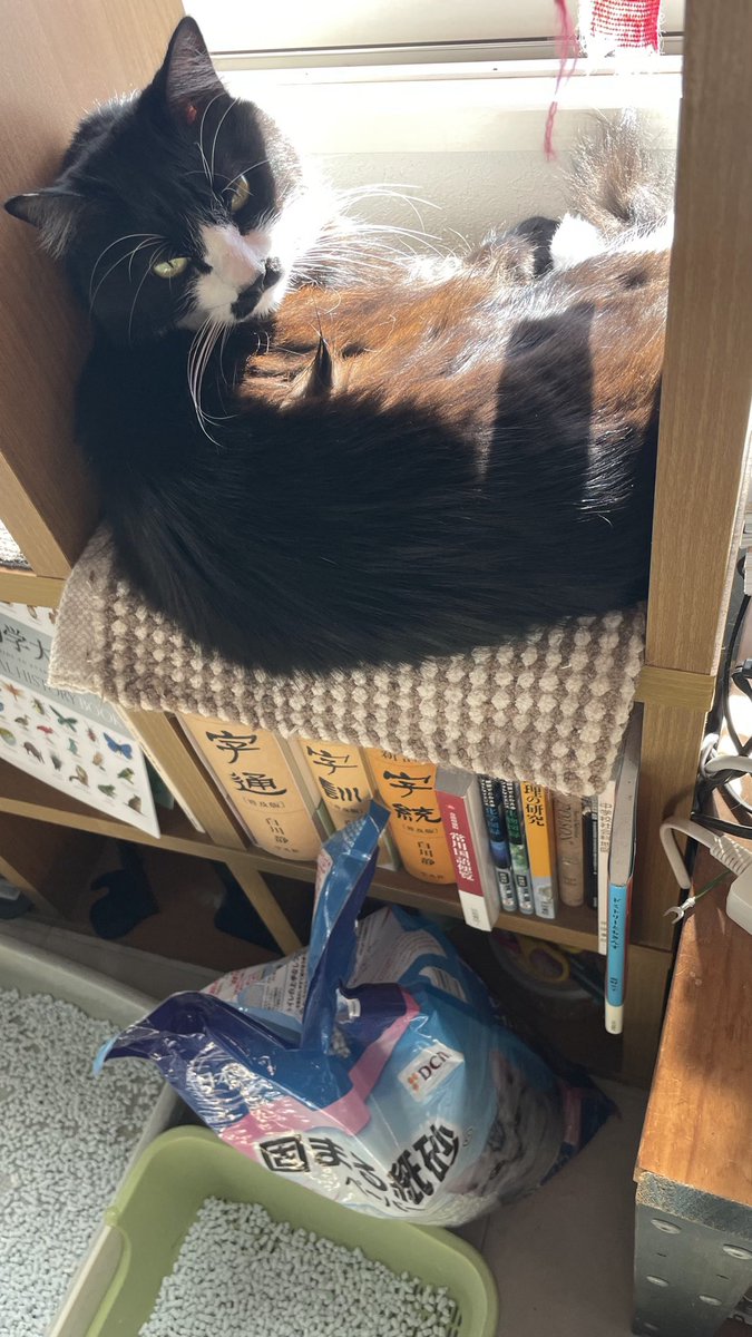 猫教授 tweet media