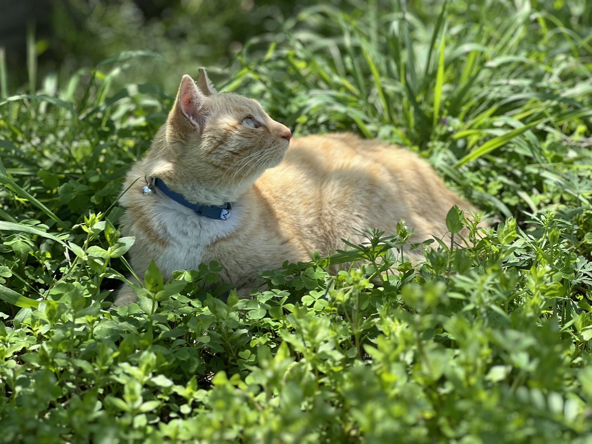 キジトラ・コタローのウキウキDAYS!! tweet media