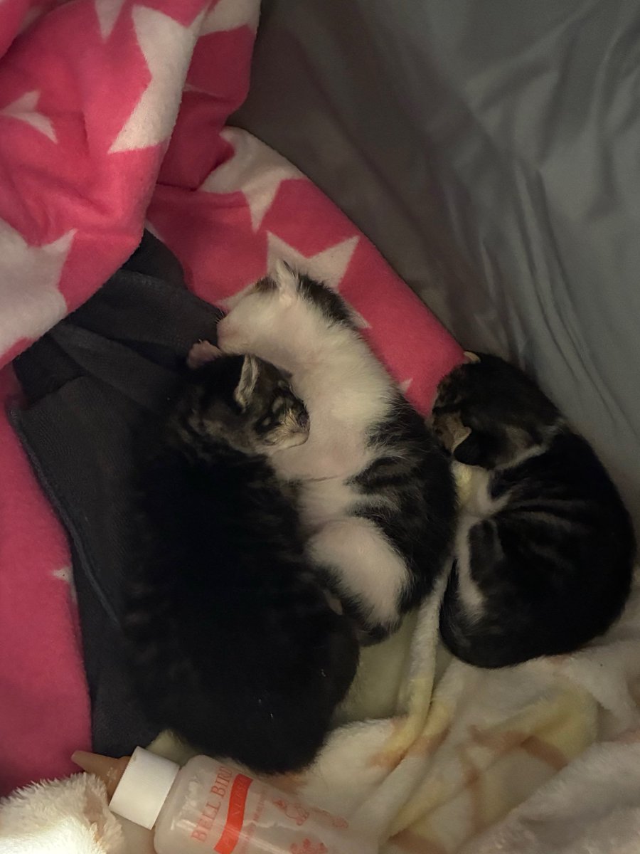 그림 올리는 WINSTON tweet media