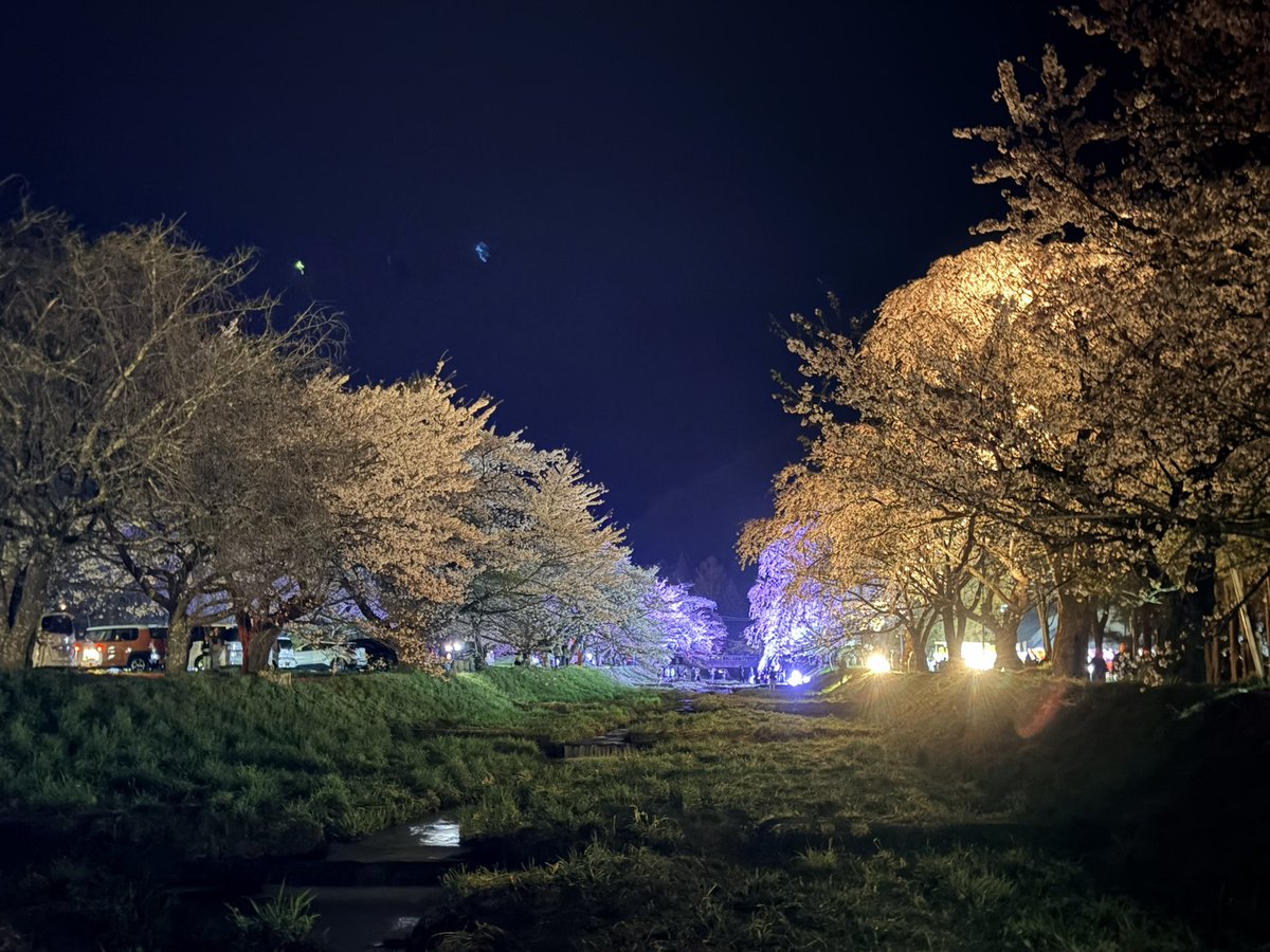 _Ristretto's tweet photo. 昨晩は猪苗代の観音寺川の桜並木へ。
今日はひたちなか海浜公園のネモフィラとチューリップを見てきました。
心が浄化されたので明日からの仕事を少しだけ頑張れそうです。 https://t.co/jJBXHxhFJ8