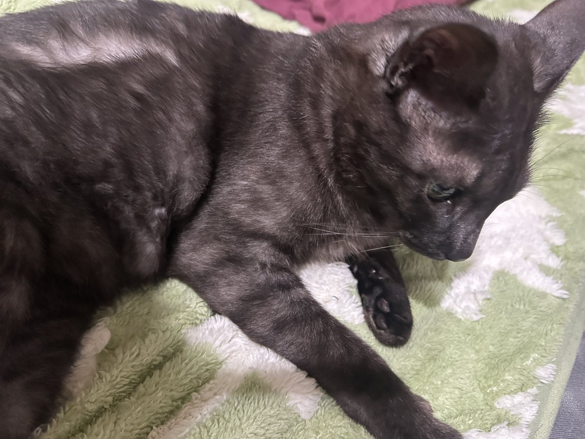実家猫かわよい