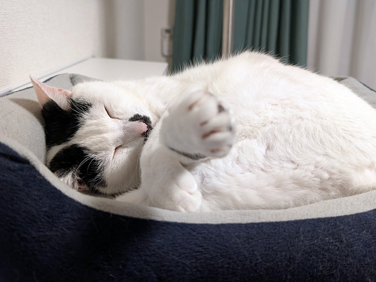 machineko_cat's tweet photo. 前足を宙に浮かせたまま熟睡してた😂
待って～って感じの夢を見てるのかな。

今日もご飯を美味しそうに食べてくれたので安心😌

#今日のポッポ #猫の腎不全 #ステージ4 https://t.co/yDDdyWrlc6