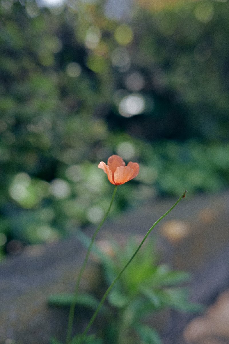 mai_mume's tweet image. 本日は「GENIC×Nikon Zfシルバーフォトウォークイベント」に参加いたしました💐
大好きなHinamiさんと、Nikonさん、GENICさんの社員の皆様のお話を聞いたり、フォトウォークができてとても嬉しかったです。お貸し出しいただいた機材も大切に使用させていただきます。
#Zf #meets_nikon #genic_nikon