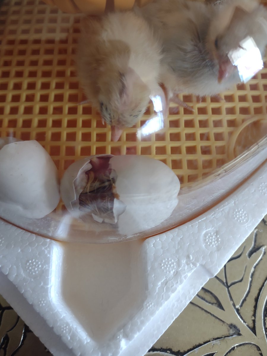 Raising Chickens for Beginners tweet media