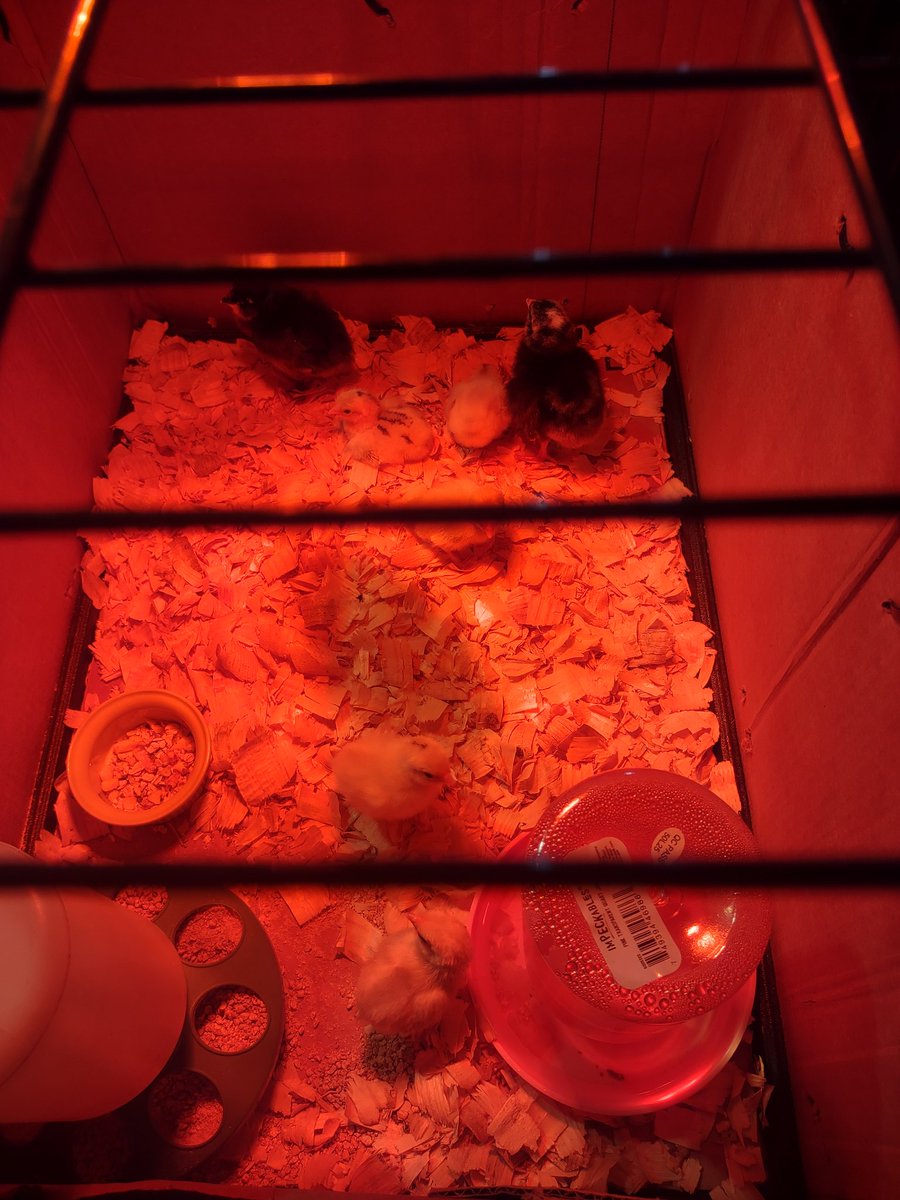 Raising Chickens for Beginners tweet media