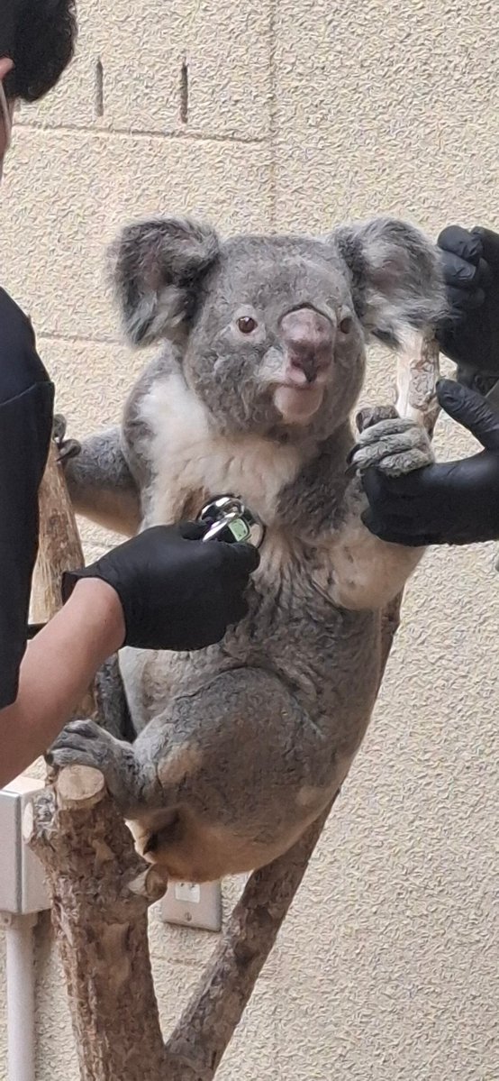 yumechuralin118's tweet image. 本日4月19日(日曜日)飼育の日
王子動物園の
10時50分からのコアラのお話しは
これから始まる健康診断の事
そしてそれについて気をつけていること
のご説明など
そしてみんは頑張りましたよ♥️🐨
2026.4.19
#コアラ
#koala 
#王子動物園
#ojizoo 
#イツキ
#健康診断
#4月19日は飼育の日