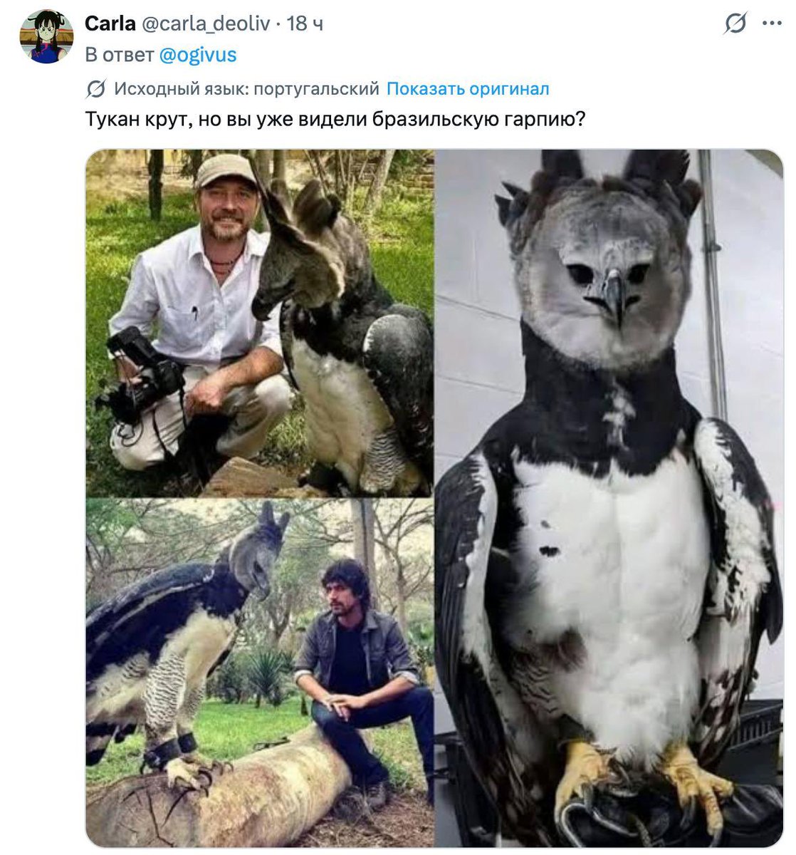 ивус tweet media